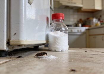 O truque do açúcar com bicarbonato para eliminar baratas sem precisar de venenos químicos fortes