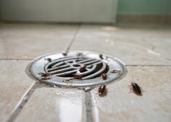 O que significa encontrar baratas pequenas saindo do ralo do banheiro?