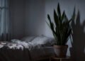 Plantas no quarto roubam oxigênio? O mito derrubado e as 3 espécies que purificam o ar à noite