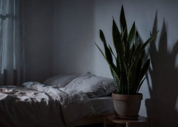 Plantas no quarto roubam oxigênio? O mito derrubado e as 3 espécies que purificam o ar à noite