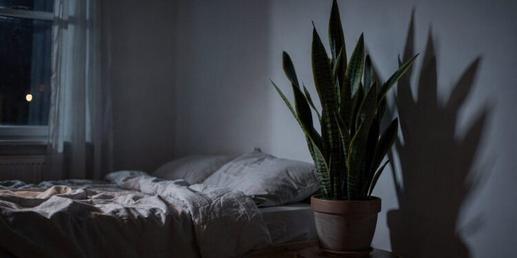 Plantas no quarto roubam oxigênio? O mito derrubado e as 3 espécies que purificam o ar à noite