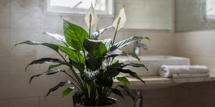 A planta que ajuda a combater o mofo nas paredes (comprovado pela NASA)