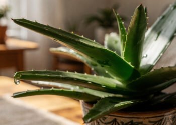 Uma planta fácil de cultivar que virou tradição no cuidado natural da pele