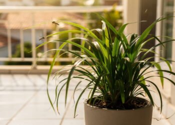 A planta aromática fácil de cultivar que virou tendência para afastar insetos e deixar a casa mais agradável
