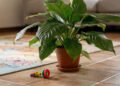 Plantas comuns na sala podem representar risco silencioso para bebês curiosos