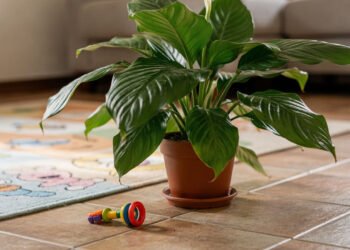 Plantas comuns na sala podem representar risco silencioso para bebês curiosos