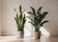 A planta imortal que purifica o ar de casa e não morre mesmo se você esquecer de regar por semanas