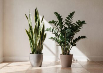 A planta imortal que purifica o ar de casa e não morre mesmo se você esquecer de regar por semanas