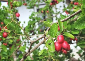 A fruta milagrosa que faz o limão ficar doce e ainda pode ser cultivada em vaso