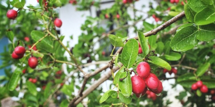 A miraculina se liga aos receptores de sabor doce na língua e, em contato com a acidez, muda sua forma, ativando esses receptores - Créditos: depositphotos.com / Mumumutelu