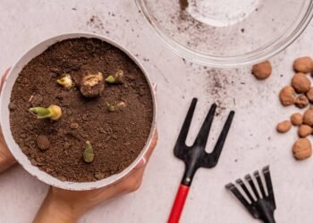 Como plantar gengibre no vaso e nunca mais precisar comprar no mercado