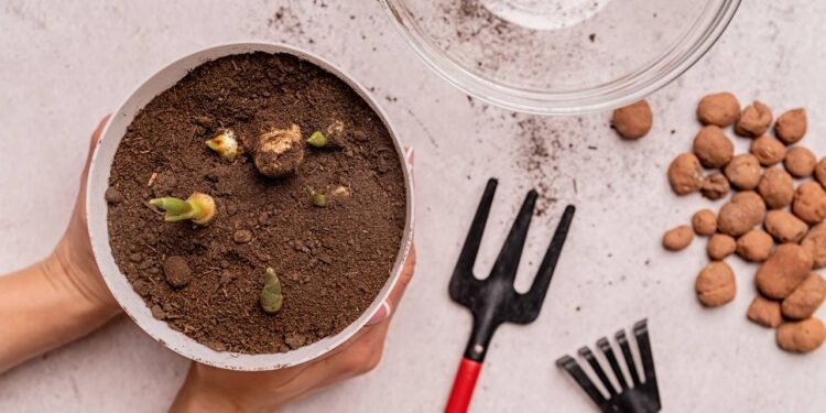 Como plantar gengibre no vaso e nunca mais precisar comprar no mercado
