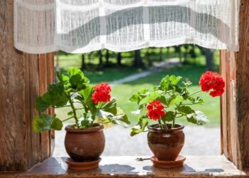 Nem begônia, nem violeta: a flor resistente que deixa sua varanda cheia de cor quase o ano todo