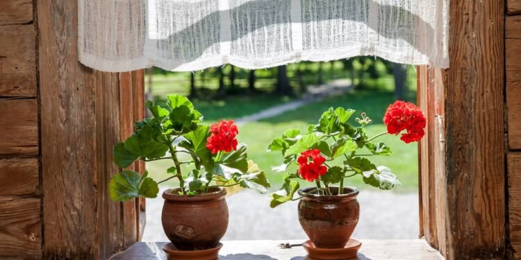 O gerânio aprecia luminosidade intensa, solo leve e bem drenado, além de um ambiente arejado - Créditos: depositphotos.com / blinow61