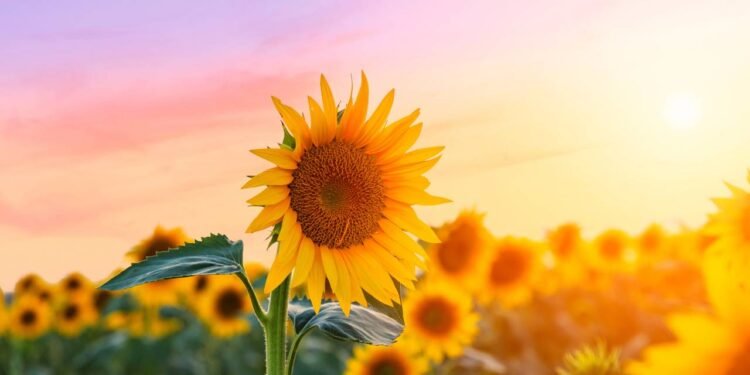 Pouca gente acerta no girassol: o tempo ideal de sol e como plantar a semente