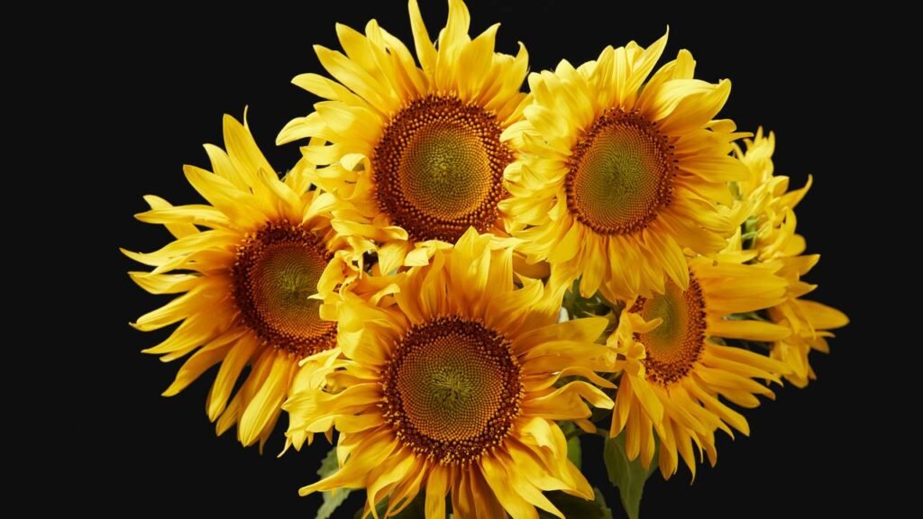 Pouca gente acerta no girassol: o tempo ideal de sol e como plantar a semente