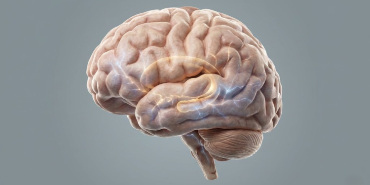 Seleção de alimentos nutritivos que auxiliam no desempenho cognitivo e na memória