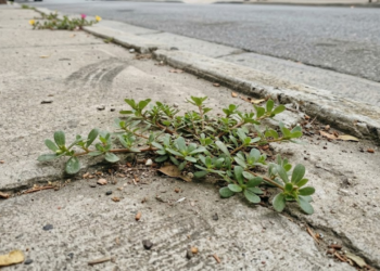 Planta medicinal silvestre com propriedades terapêuticas para o coração e glicemia