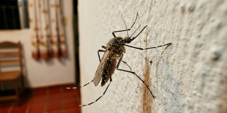 Mosquito em ambiente doméstico iluminado durante a noite