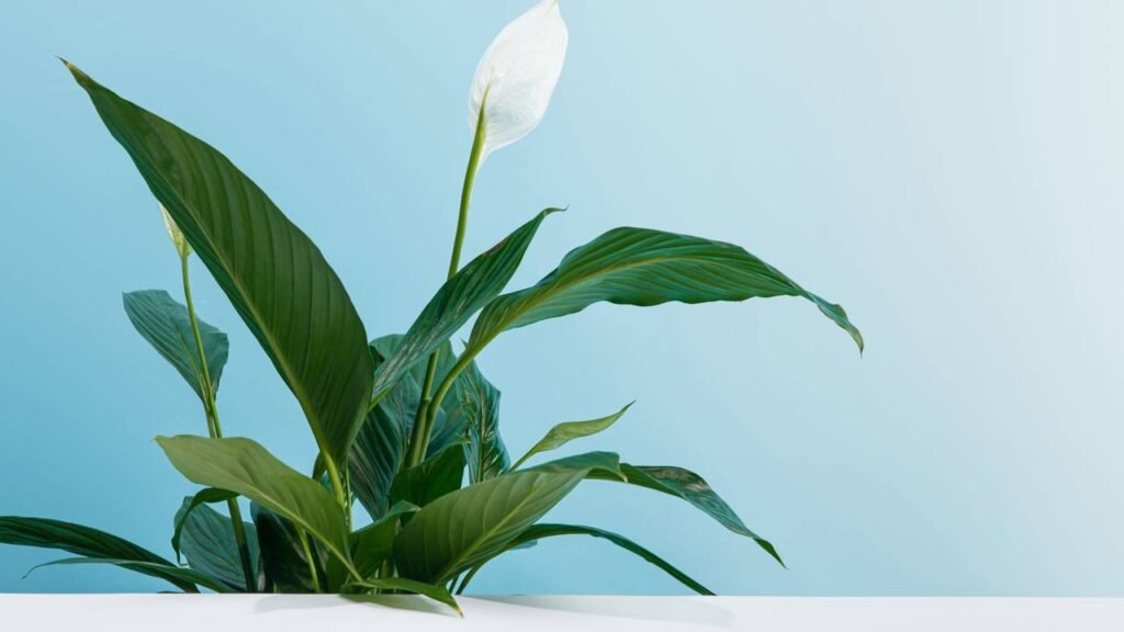 Vegetação que atua na filtragem de partículas suspensas e umidade em áreas internas da casa