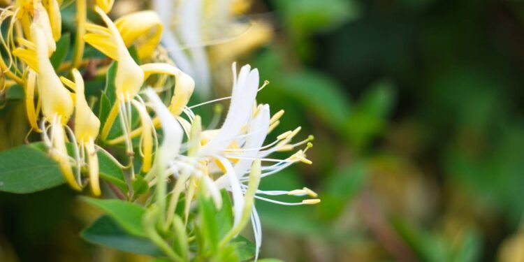 Madreselva combate radicais livres e fortalece o sistema imunológico - Créditos: depositphotos.com / 1980monako