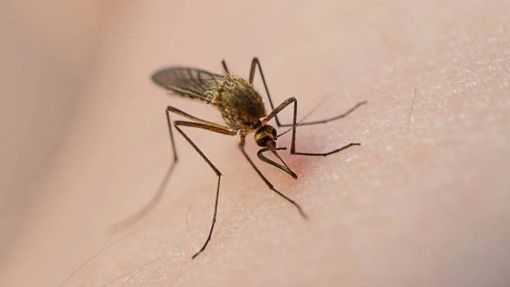 3 temperos que afastam mosquitos e crescem sozinhos na sua janela