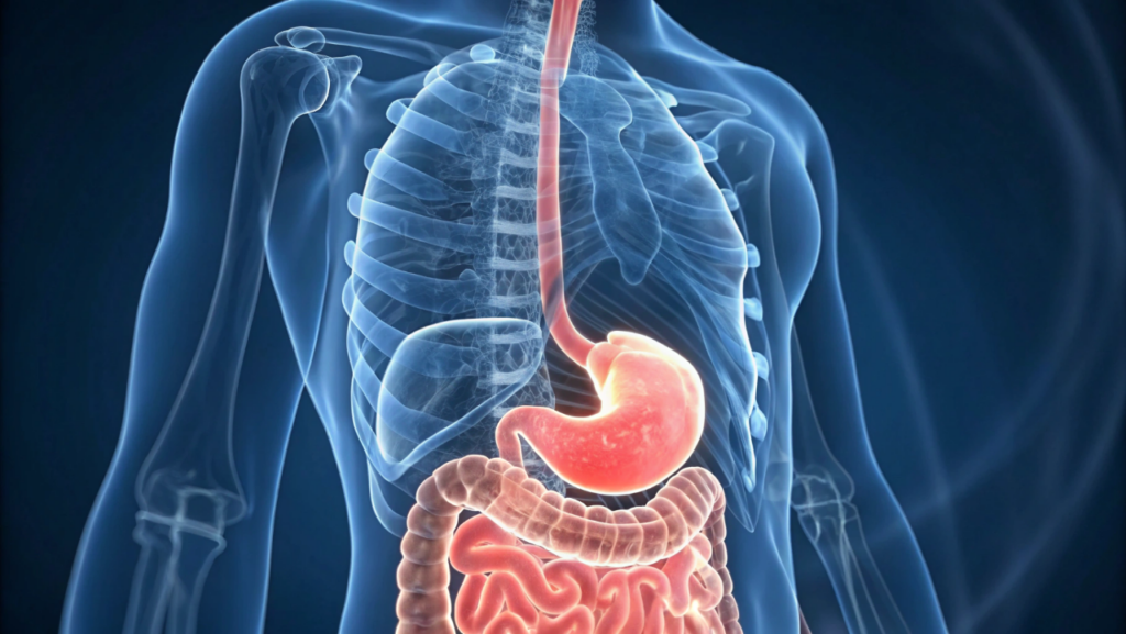 O órgão do seu corpo que produz um ácido capaz de dissolver metal