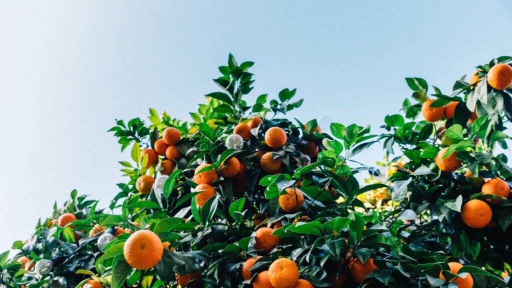5 árvores frutíferas que você pode ter dentro de um vaso na sala