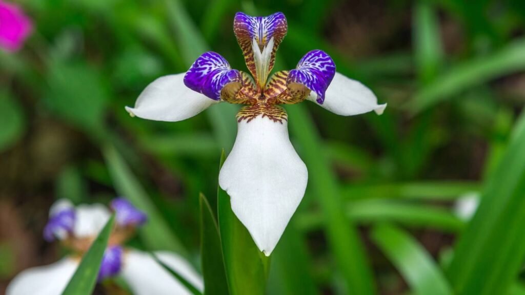 Um pequeno corte na haste da orquídea pode acelerar a próxima floração