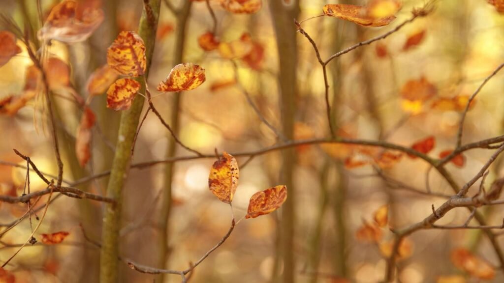 Por que as folhas mudam de cor no outono? A química das árvores explicada