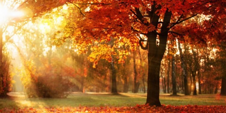 Por que as folhas mudam de cor no outono? A química das árvores explicada