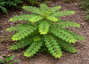 A planta simples que ajuda a combater pedras nos rins