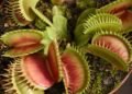 Plantas carnívoras: como cuidar dessas predadoras de jardim