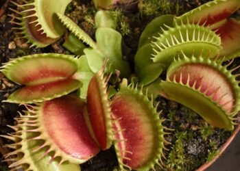 Plantas carnívoras: como cuidar dessas predadoras de jardim