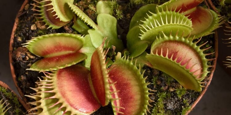 Plantas carnívoras: como cuidar dessas predadoras de jardim