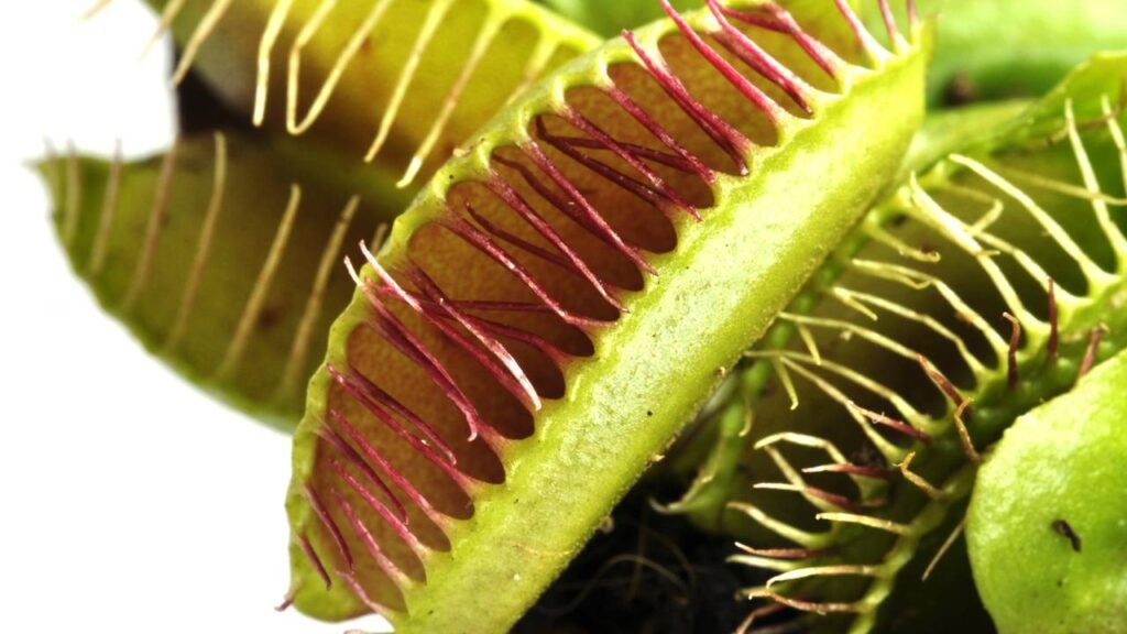 Plantas carnívoras: como cuidar dessas predadoras de jardim