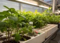 Conheça 5 plantas da NASA que eliminam toxinas do ar do seu quarto