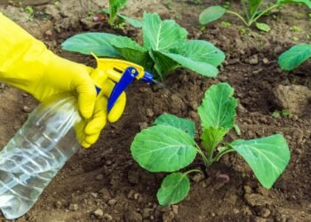 Como eliminar pragas de jardim usando apenas detergente e vinagre