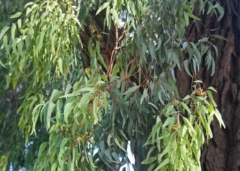 O poder do eucalipto: como ele literalmente "abre" seus pulmões