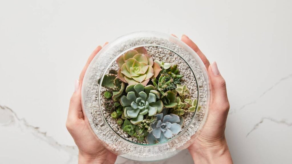 O erro fatal que 90% das pessoas cometem ao regar suculentas