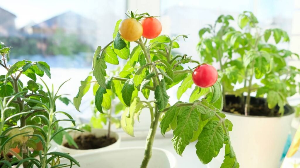 Como plantar tomate em vasos e ter colheitas o ano todo