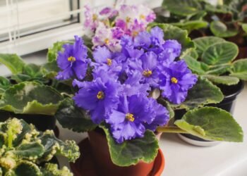 Duas flores resistentes que alegram a casa e exigem pouca manutenção