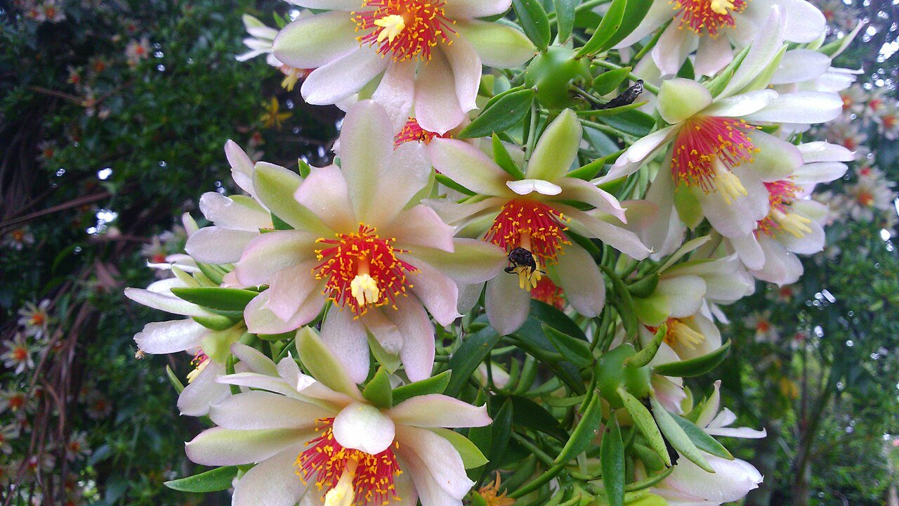 Folha comestível fácil de cultivar que ajuda a controlar o açúcar no sangue naturalmente