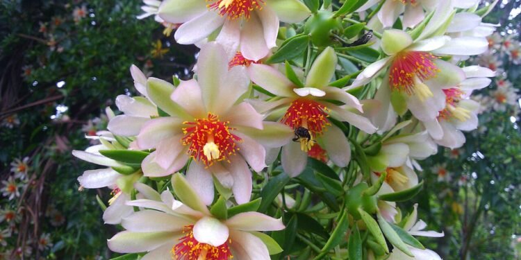 O sabor amargo que ajuda o corpo a combater inflamações e pode ser plantado em casa