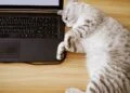 O que significa quando seu gato deita no seu computador