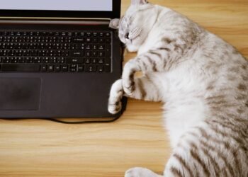 O que significa quando seu gato deita no seu computador