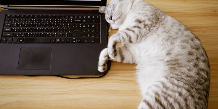 O significado exato varia conforme a personalidade e o momento de cada gato, mas alguns padrões se repetem - Créditos: depositphotos.com / chomph