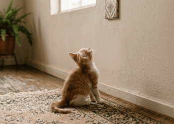 O que significa quando seu gato fica olhando fixamente para a parede por vários minutos seguidos