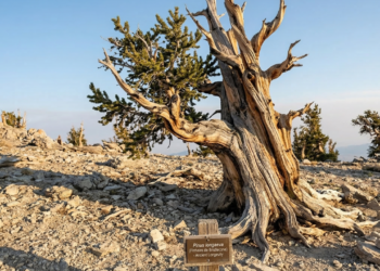 Qual é a árvore mais antiga do mundo ainda viva