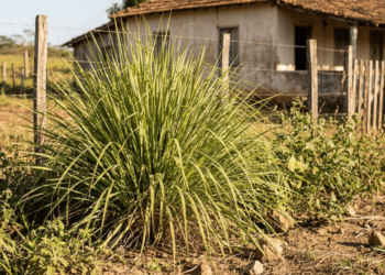 A erva resistente do quintal que cresce fácil e vira chá tradicional no interior